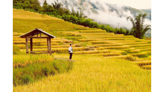Y Tý - Lào Cai vừa được chiêm ngưỡng vẻ đẹp hấp dẫn của những cánh đồng lúa chín, được hít thở bầu không khí trong lành